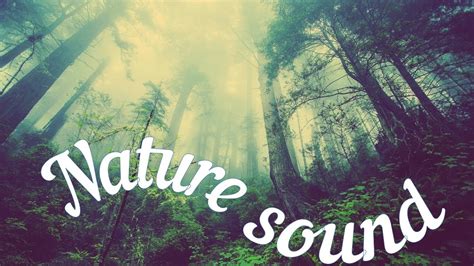 Nature Sound Effect Youtube
