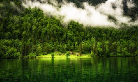 Green Leafed Trees Nature Landscape Germany Lake Hd Wallpaper