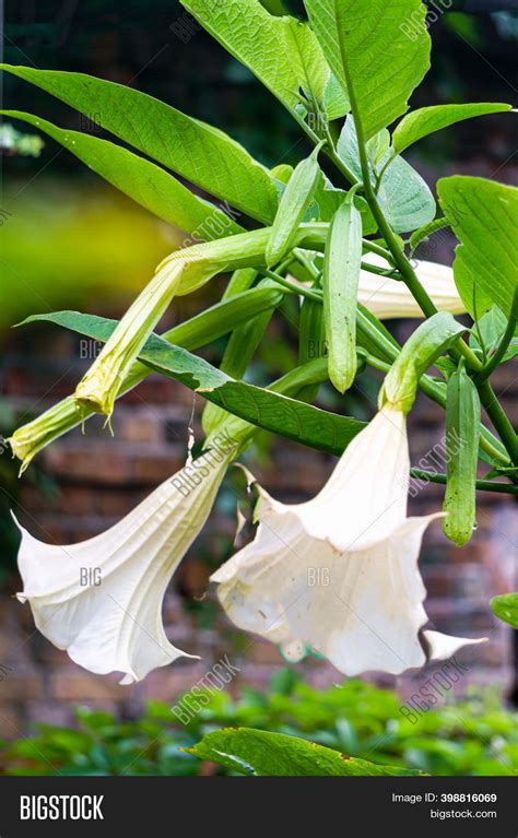 White Bells Flowers Image And Photo Free Trial Bigstock