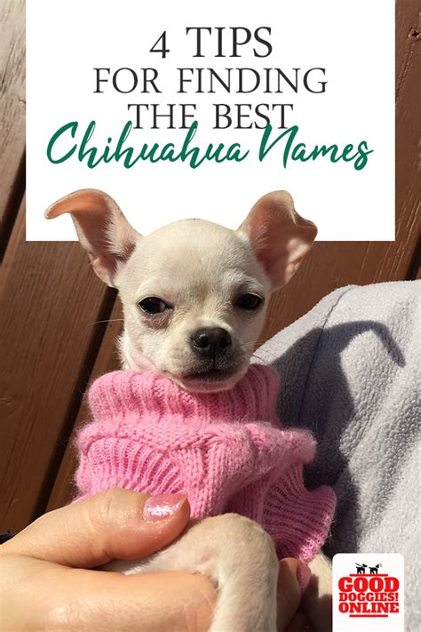 4 Tips To Come Up With The Best Chihuahua Names Of All Time Good