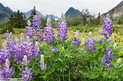 Purple Blue Lupine Flowers Or Lupins Bloom On Apikuni Falls Trail In