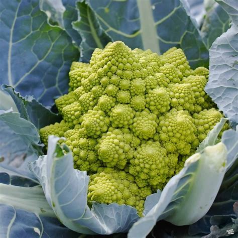 To grow the romanesco broccoli consider these following tips: Romanesco | Easy care plants, Romanesco, Broccoli