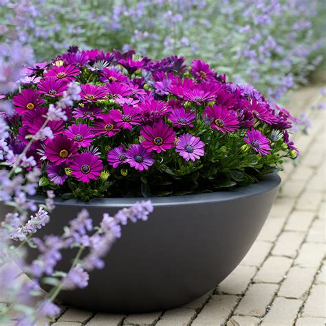 Types Of Annuals The Home Depot
