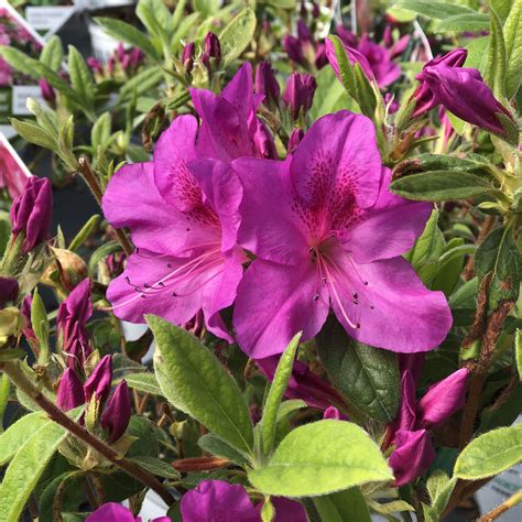 Azalea Bloom A Thon Lavender Buy Rhododendron Shrubs Online
