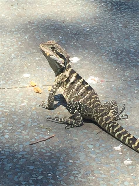 Can Anyone Id This Type Of Lizard Spotted In Brisbane Australia