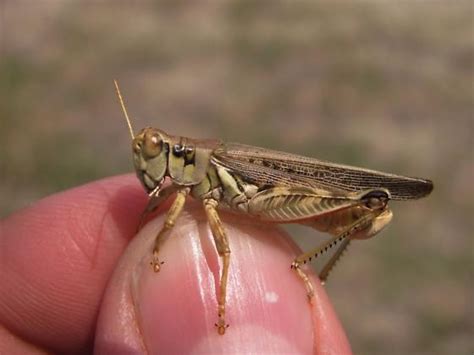 Migratory Grasshopper Melanoplus Sanguinipes Bugguidenet