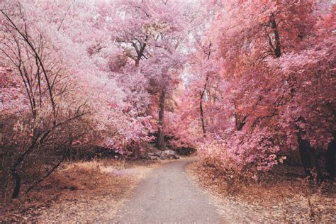 Boulevard Of Dreams Mystic Garden Cozy Aesthetic Pink Trees