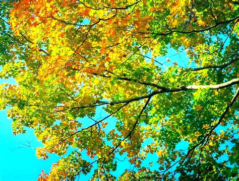 Early Fall Foliage Means Your Tree Is Stressed