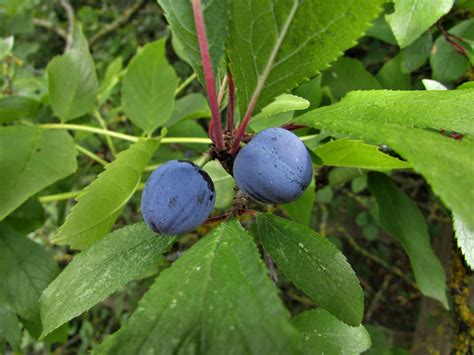 Blackthorn Sloe Prunus Spinosa