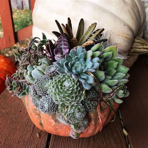 Succulents require care and nurturing which is different from that of other plants. Succulent spider pumpkin!🕷🕸 Full of Sempervivum ...