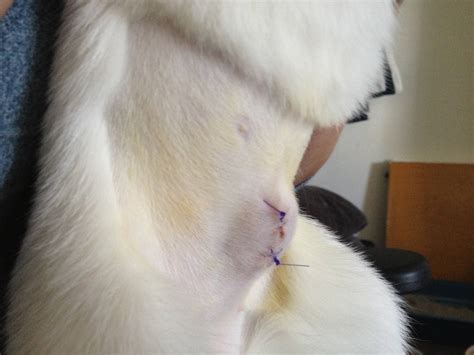 Umbilical hernia appears as soft swelling at umbilical scar. Animal Questions Not Deserving Their Own Thread - The ...
