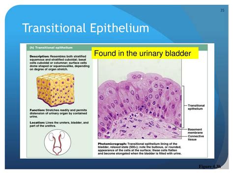 Ppt Tissues Powerpoint Presentation Free Download Id6210096