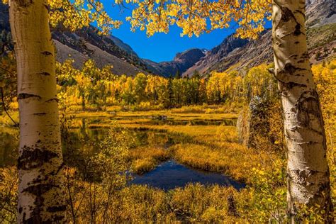 Beaver Ponds Lundy Canyon Lee Vining California Nature Pictures