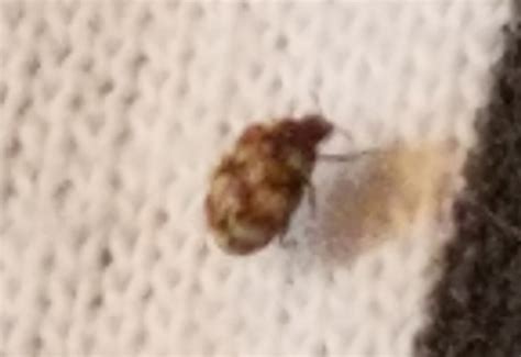 Carpet Beetle Whats That Bug