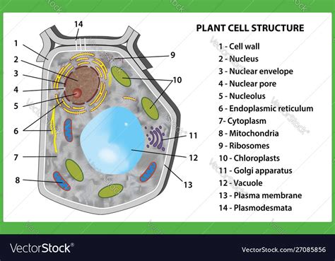 Plant Cell Structure On White Background Vector Image