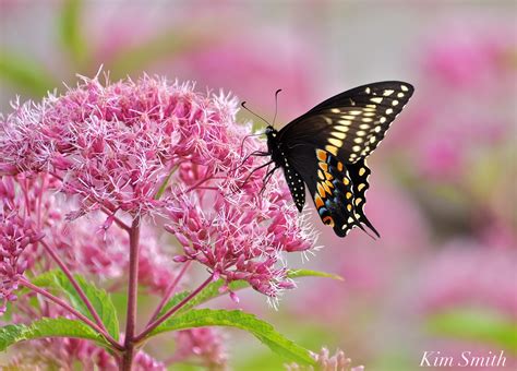 Black Swallowtail Butterfly Joe Pye Wildflower Copyright Kim Smith
