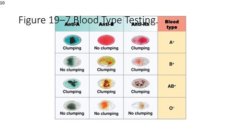 Blood Type Testing Diagram Quizlet