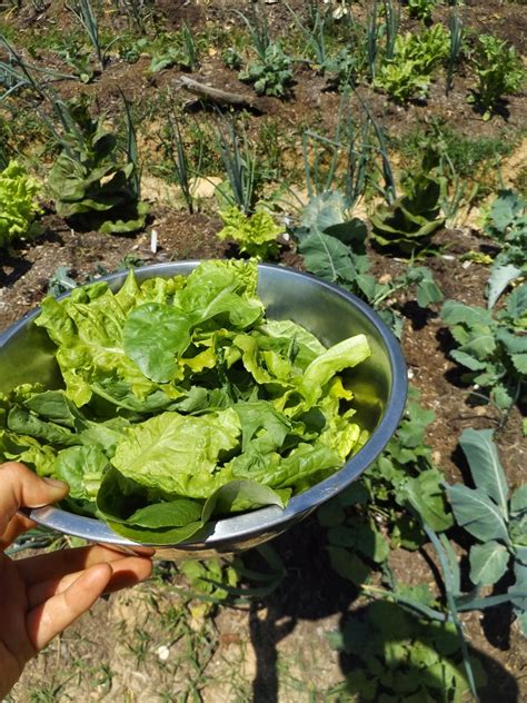Vegans Living Off The Land Harvesting Lettuce Kale Collards Spinach
