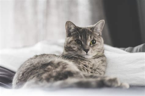Wallpaper Whiskers Kitten Home Fauna Lying Vertebrate Cat Like