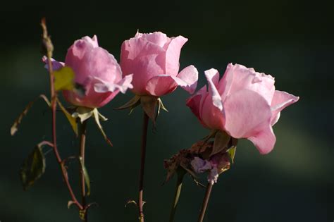 Fotos Gratis Naturaleza Rama Flor Fotografía Hoja Pétalo Verano