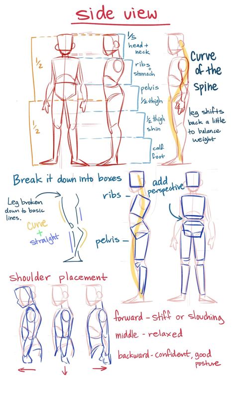 Basic Anatomy Cheat Sheet By Unknown With Images Drawing Tips Art