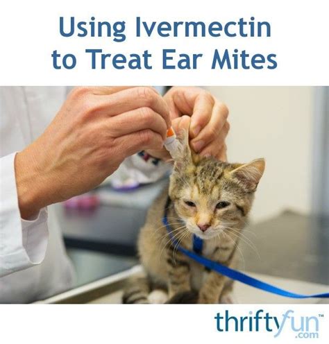 Using Ivermectin To Treat Ear Mites Dog Ear Mites Cat Ear Mites Fur