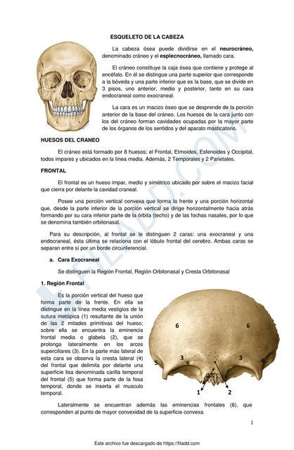 Osteología Huesos Cráneo Yael Vera Udocz