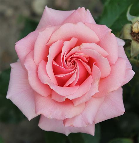Plant Profile Rose ‘tournament Of Roses
