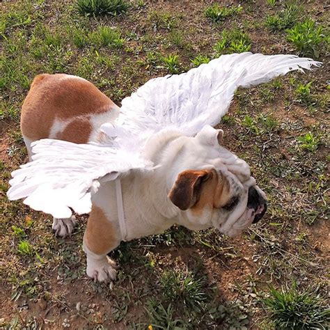 Christmas Angel Wings For Dogs White Or Black Dog Costume Feather Free