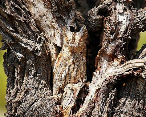 Animal Camouflage Can You Spot Hidden Animals In These Photographs