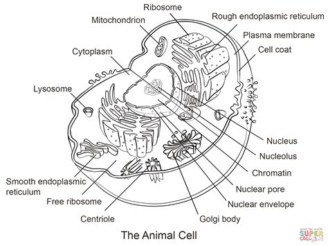 Animal Cell Coloring Page Free Printable Coloring Pages