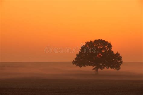 Memorable Lonely Tree In The Morning Mist Stock Photo Image Of Tree