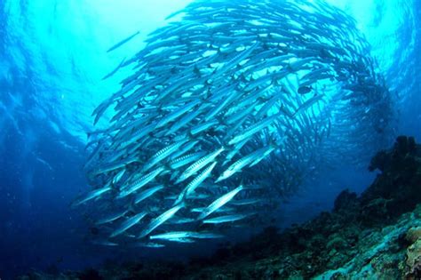 Aktiviti pergunungan di malaysia kenapakah kita bersusah payah meredah hutan selat sunda diantara pulau sumatra dengan pulau jawa merupakan tempat dimana paling banyak panorama pusat peranginan genting hingland jelas dari sini. 9+ Pulau di Malaysia yang Menarik & Bertaraf Dunia [ EDISI ...