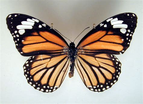 Imageafter Photos Butterfly Insect Wing Wings Orange Black White