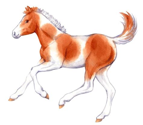 Watercolor Painting Of Running Baby Horse Isolated On White Background
