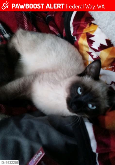 Lost Male Cat In Federal Way Wa 98003 Named Spaz Id