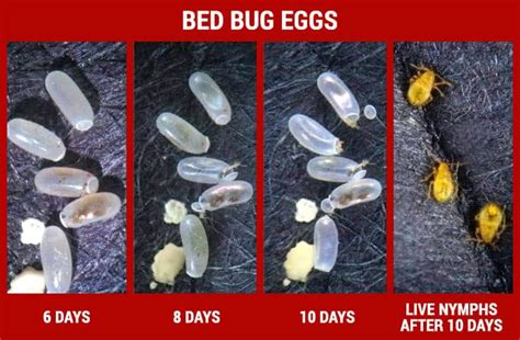 What Do Bed Bug Egg Casings Look Like Are Bed Bug Eggs Hard