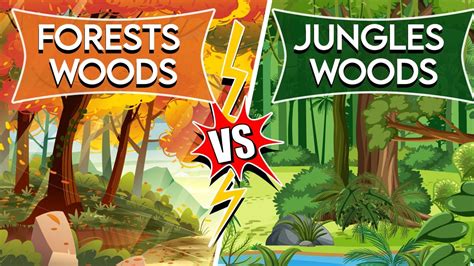 What Is The Difference Between Forests Woods And Jungles Youtube