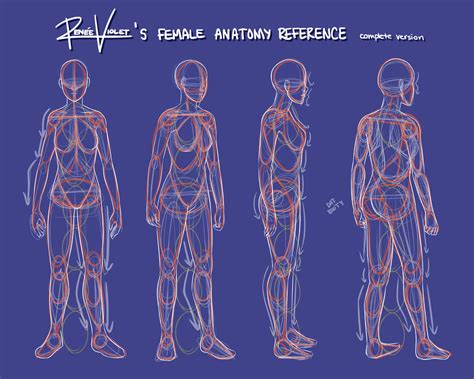 Female Anatomy Reference Complete Version By Reneeviolet On Deviantart