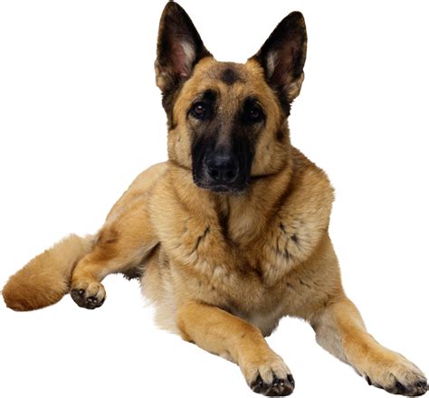 German Shepherd Png