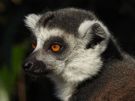 Ring Tailed Lemur Cute Yes Raww