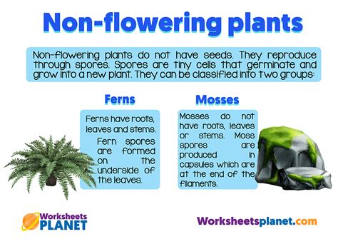 Classification Of Plants Science Resource For Primary Kids