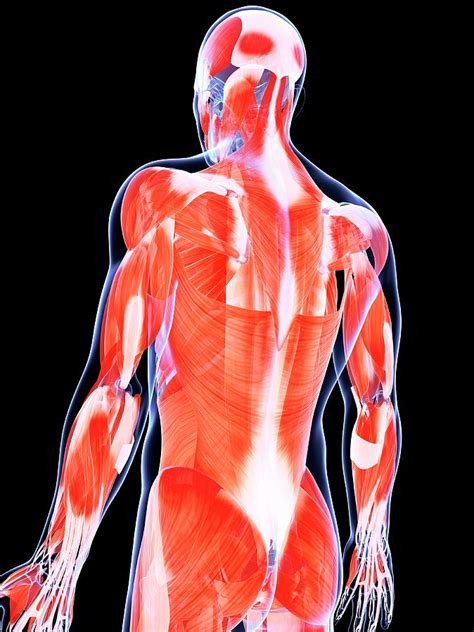 human  muscles photograph  sebastian kaulitzki