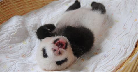 Baby Pandas In Baskets Are Your Daily Cuteness Delivery Huffpost