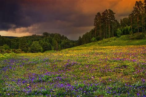 With Aromas Of Violets Landscape Photography Spring Rain Natural