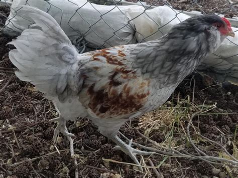 Ameraucana Chicken A Bird That Lays Blue Eggs Backyardchickenshq