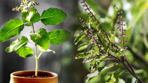 Tulsi Uses And Benefits When The Basil Plant Dries Frequently Add Raw