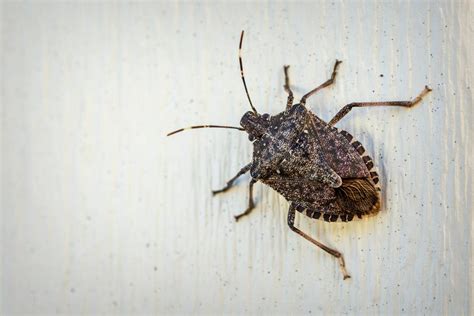 Brown Bugs What Attracts Stink Bugs Stink Bug Trap Pest Management