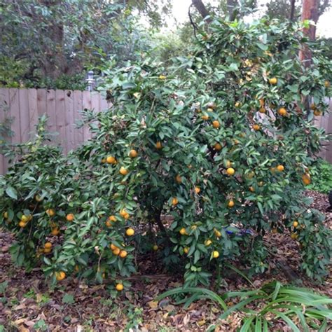 Orange Bumper Satsuma Mandarin Orange Tree Citrus Reticulata Gremoy8