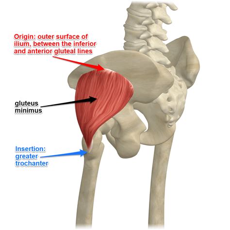 Gluteus Minimus Muscle Mobile Physiotherapy Clinic
